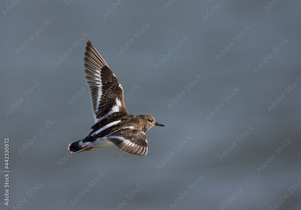 Ruddy Turnstone, Steenloper, Arenaria interpres