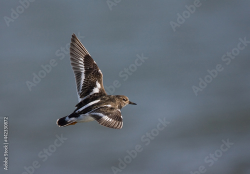 Obraz na płótnie Ruddy Turnstone, Steenloper, Arenaria interpres w salonie