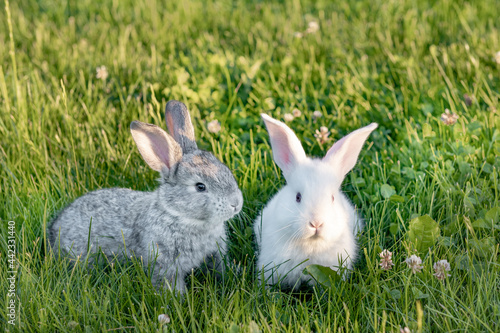 two cute gray animals funny bunny on a background of green grass and clovers in the afternoon in summerr. High quality photo © Наталия Бражник