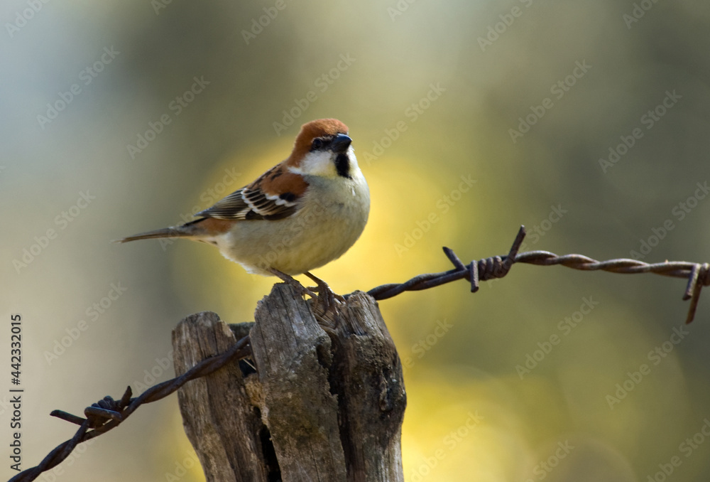 Fototapeta premium Roodkopmus, Russet Sparrow, Passer rutilans