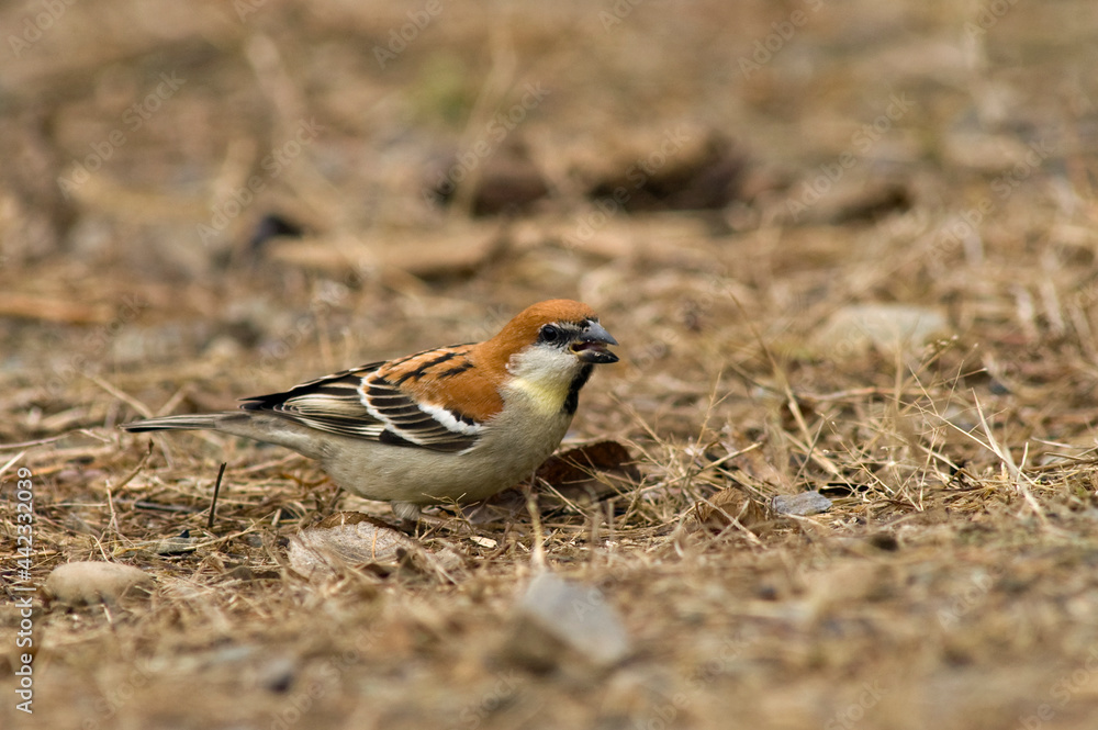 Naklejka premium Roodkopmus, Russet Sparrow, Passer rutilans