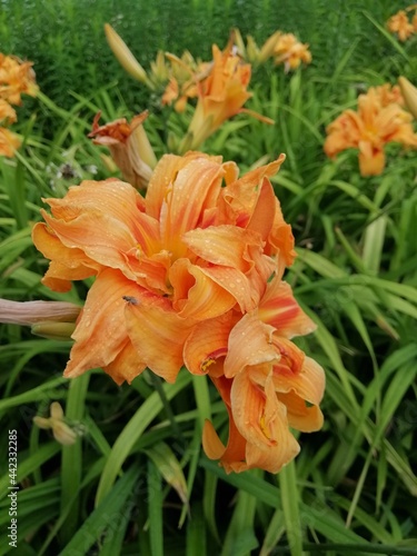 a blooming orange daylily. Floral Wallpaper