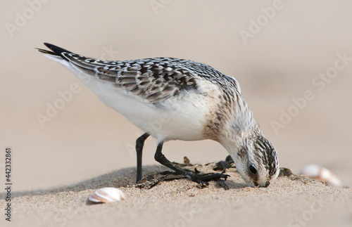 Drieteenstrandloper, Sanderling, Calidris alba photo