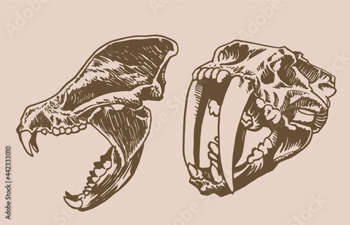 Graphical two skulls of saber-toothed tiger isolated on white,paleontological vector elements