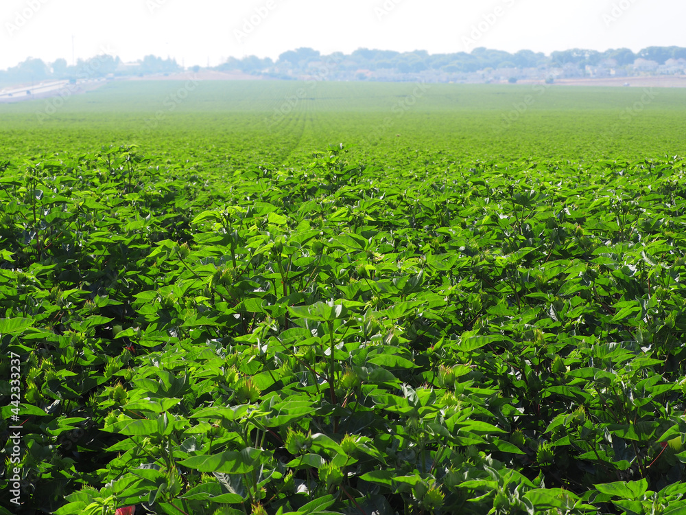 Cotton field in Israel in the early morning Cotton field in Israel in the early morning