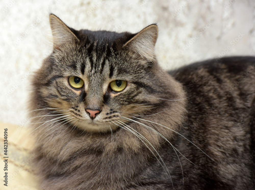 beautiful fluffy brown Russian cat