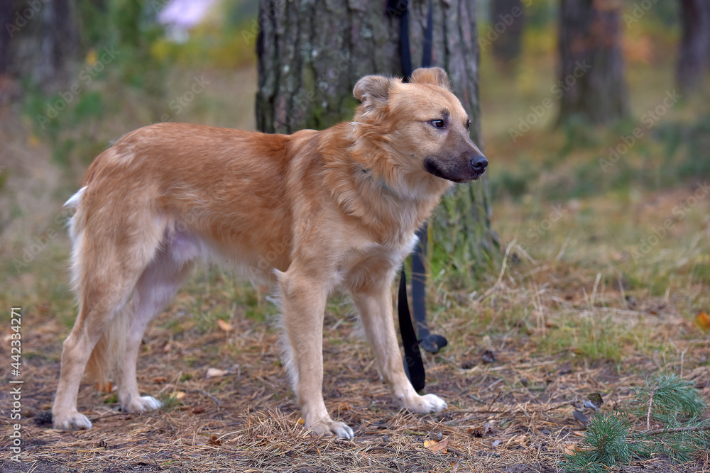 ginger mongrel dog at animal shelter ginger mongrel dog at animal shelter