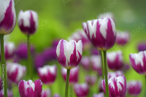 white and purple tulips on the lawn