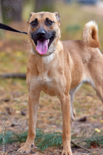 Fototapeta Naklejka Na Ścianę i Meble -  ginger mongrel dog at animal shelter