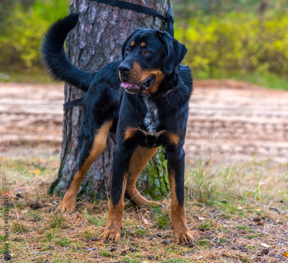 beautiful large brown dog mestizo rottweiler