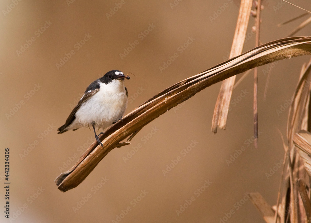 Naklejka premium Balkanvliegenvanger, Semi-collared Flycatcher, Ficedula semitorquata