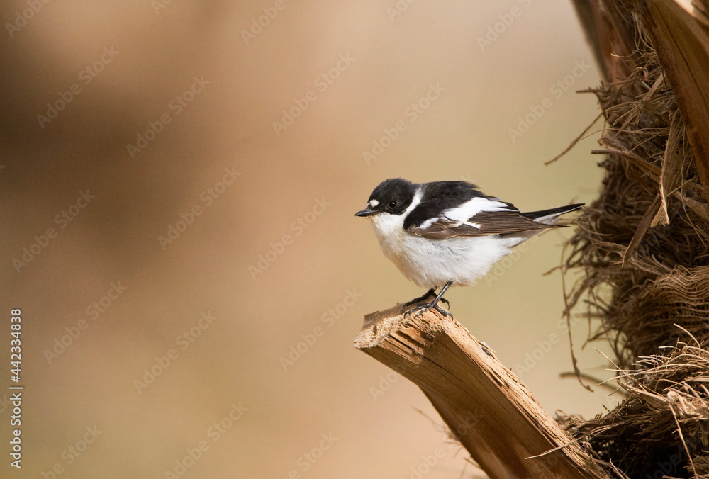 Naklejka premium Balkanvliegenvanger, Semi-collared Flycatcher, Ficedula semitorquata