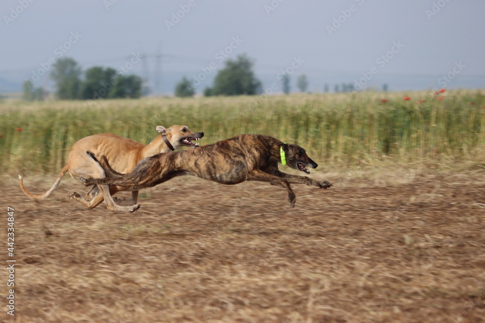 Spanish greyhound dog race hare hunting speed delivers passion Spanish greyhound dog race hare hunting speed delivers passion