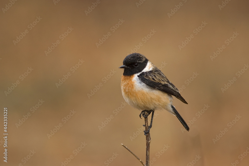 Naklejka premium Aziatische Roodborsttapuit, Siberian Stonechat, Saxicola maurus