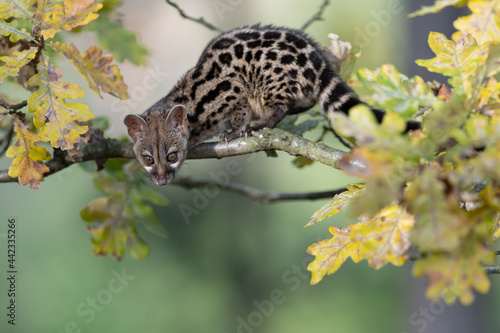 Large-spotted genet (Genetta tigrina) in natural habitat, South Africa photo