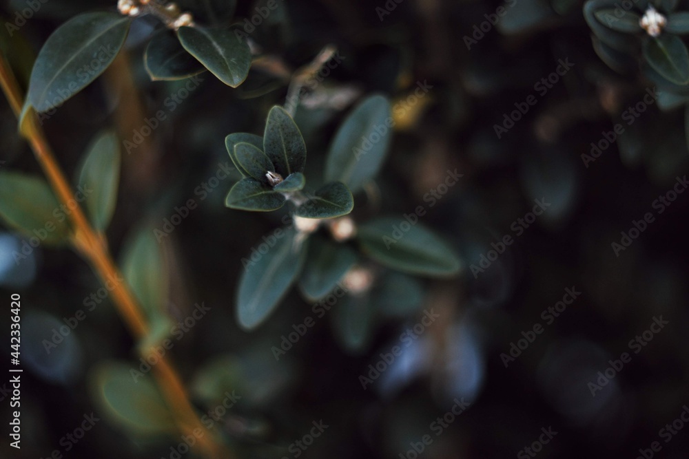 green leaves detail nature greenery grass photo green leaves detail nature greenery grass photo