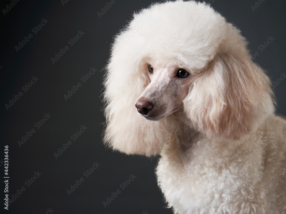 portrait of a white small poodle. dog on black background. Beautiful pet