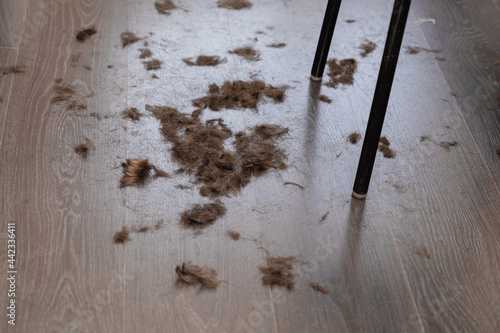 The bobbed hair is lying on the brown wooden floor after a haircut at home. Backlit hair view from the window