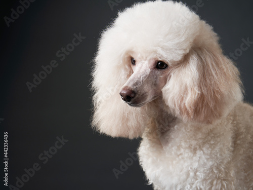 portrait of a white small poodle. dog on black background. Beautiful pet © annaav