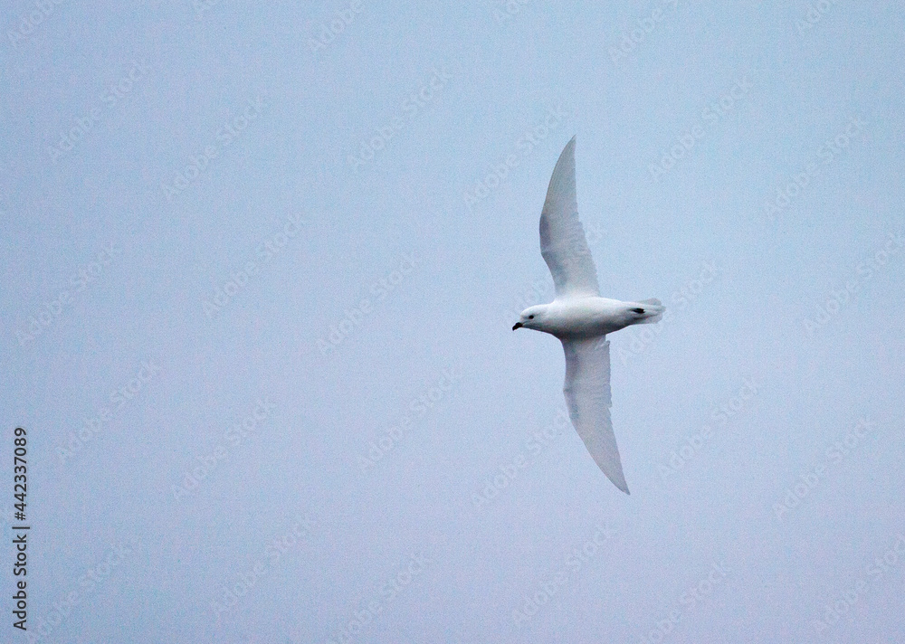 Sneeuwstormvogel, Snow Petrel, Pagodroma nivea Sneeuwstormvogel, Snow Petrel, Pagodroma nivea
