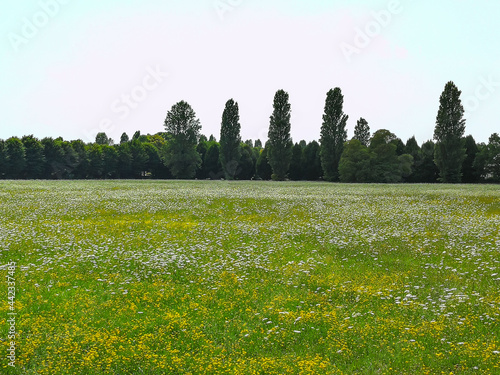 Background with field of wild flowers and trees