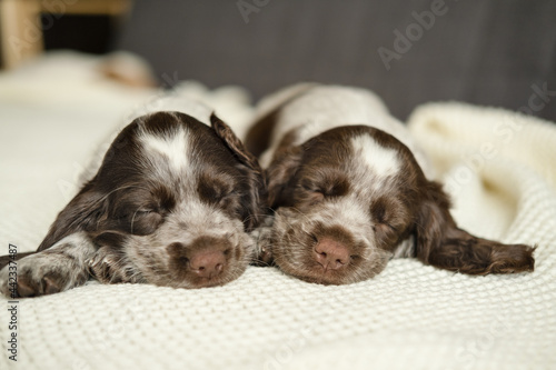  Two russian spaniel brown merle puppy dog lying and sleep on couch