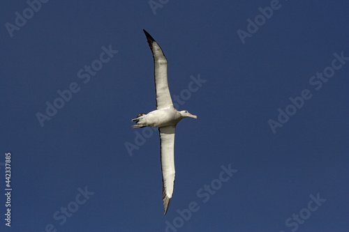 Foto Snowy (Wandering) albatross, Grote Albatros, Diomedea (exulans) exulans