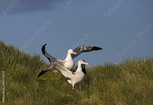Bilde på lerret Snowy (Wandering) Albatross, Grote Albatros, Diomedea (exulans) exulans