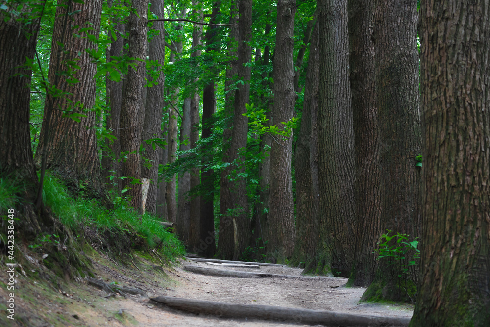 Naklejka premium Nature gravel path on the hill with trees trunk along the way in dark toned, Spring landscape with view of a row of tree on the both side of the road in Dutch countryside, Drenthe, Netherlands.