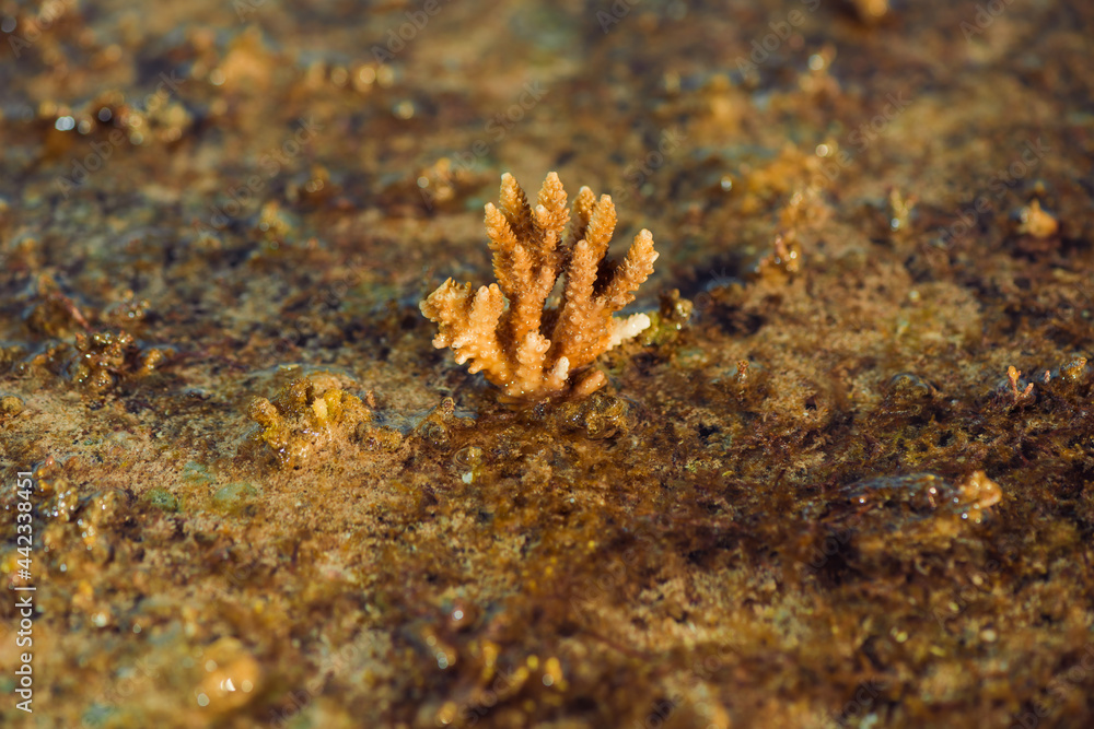low tide sea scape with corals and seaweed on stones low tide sea scape with corals and seaweed on stones