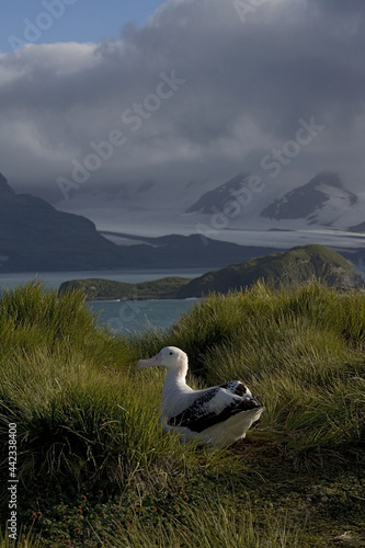 Snowy (Wandering) Albatross, Grote Albatros, Diomedea (exulans) exulans photo