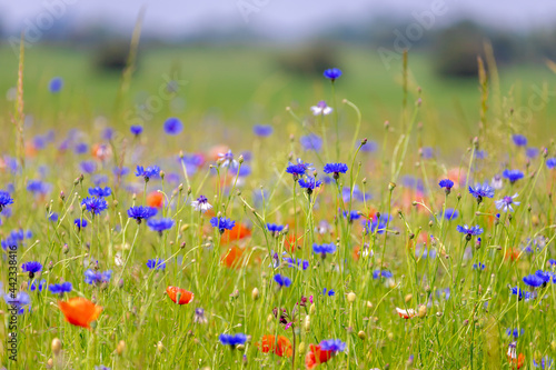 Selective focus of multicolored wildflowers between green grass meadow in spring, Red papaver rhoeas or common poppy and blue Centaurea cyanus or cornflower, bachelor's button, Nature background.