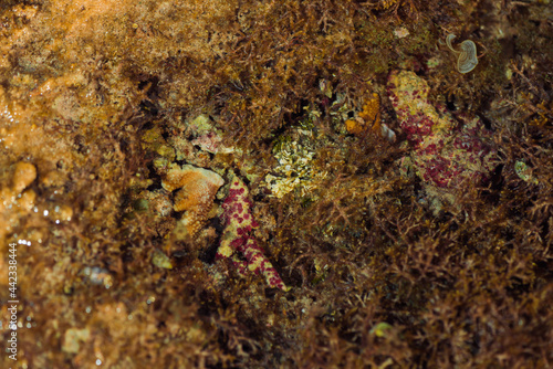 low tide sea scape with corals and seaweed on stones