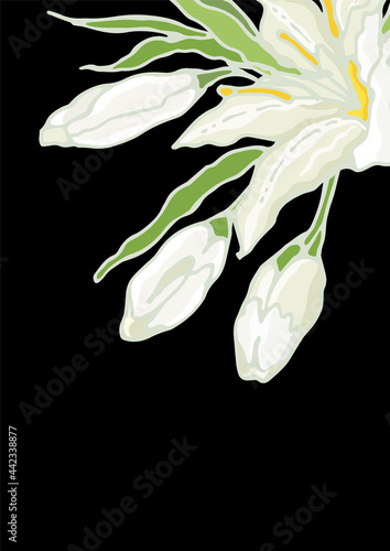 Bouquet of White Oriental Lily and three buds. Flowers, buds and leaves. Greeting card. Vector illustration.