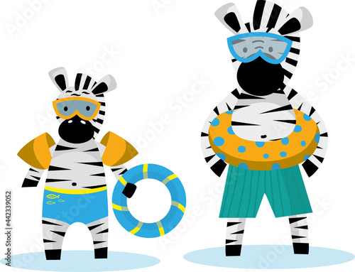 Zebra Papa and zebras little go swimming with swimming ring and swimming goggles. Cute animal character for children, cartoon clip art isolated on white.