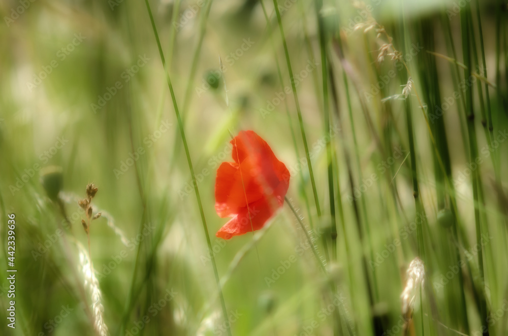 Obraz premium red poppy flower