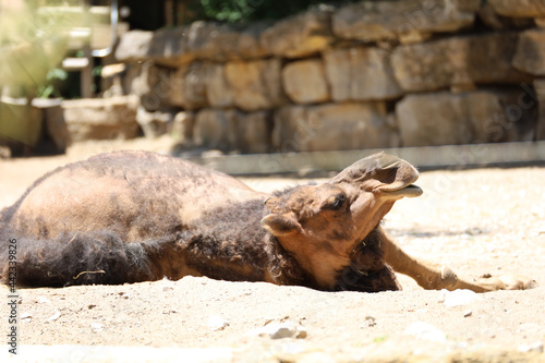 Camel lying on the ground and resting on a sunny day at the zoo in Swope Park, Kansas City, MO photo