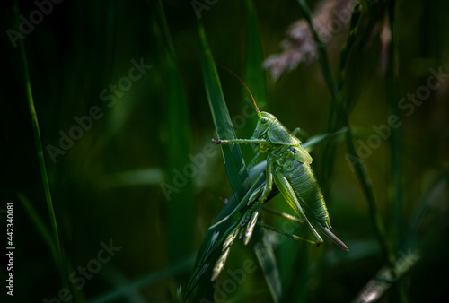 Nice green grasshopper sitting in grass at morning time. Macro photography insects