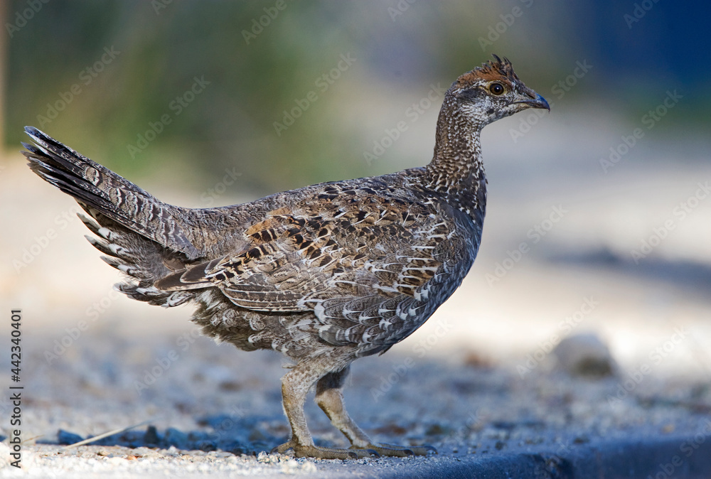 Sooty Grouse, Dendragapus fuliginosus Sooty Grouse, Dendragapus fuliginosus