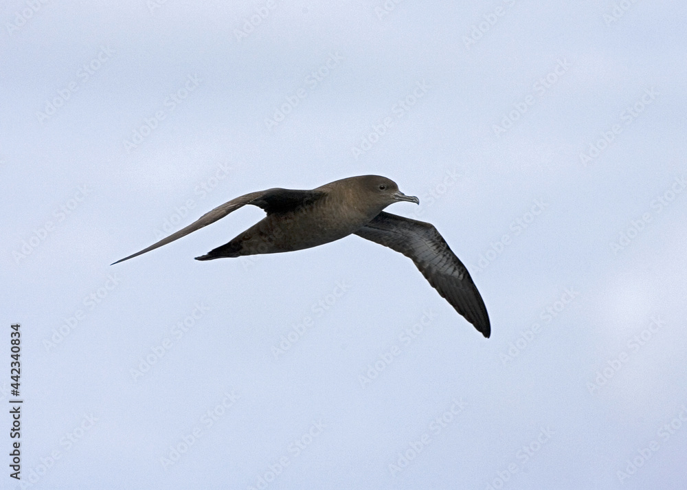 Obraz premium Sooty Shearwater, Grauwe Pijlstormvogel, Puffinus griseus