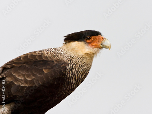 Southern Caracara, Kuifcaracara, Caracara plancus photo