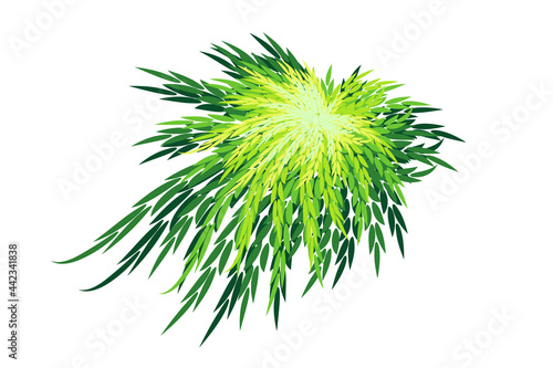 Green bush plant Illustration isolated on white background. 