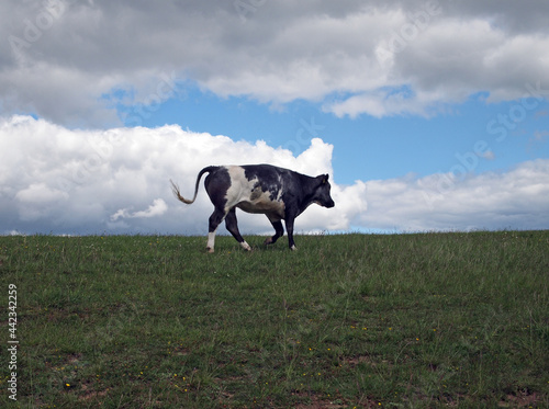 cow (Bos taurus) on pasture, Dörnberg near Kassel, Hesse, Germany