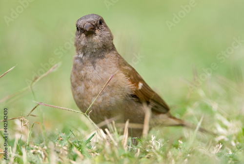 Mozambique-mus, Southern Grey-headed Sparrow, Passer diffusus photo