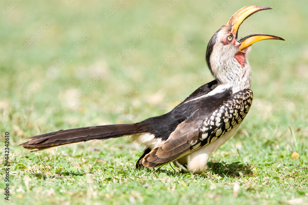 Obraz premium Zuidelijke Geelsnaveltok, Southern Yellow-Billed Hornbill, Tockus leucomelas, Geelsnaveltok