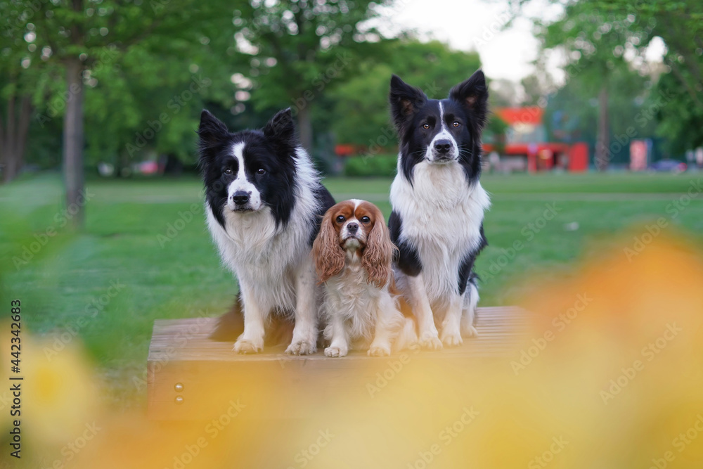 Cute Blenheim Cavalier King Charles Spaniel dog posing outdoors with two black and white Border Collie dogs sitting on a brown wooden bench behind yellow flowers in a city park in summer
