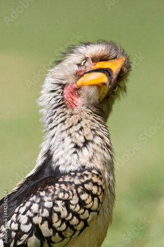 Zuidelijke Geelsnaveltok, Southern Yellow-Billed Hornbill, Tockus leucomelas photo