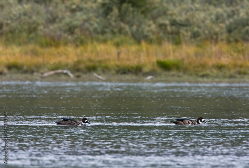 Bronsvleugeleend, Spectacled Duck, Speculanas specularis