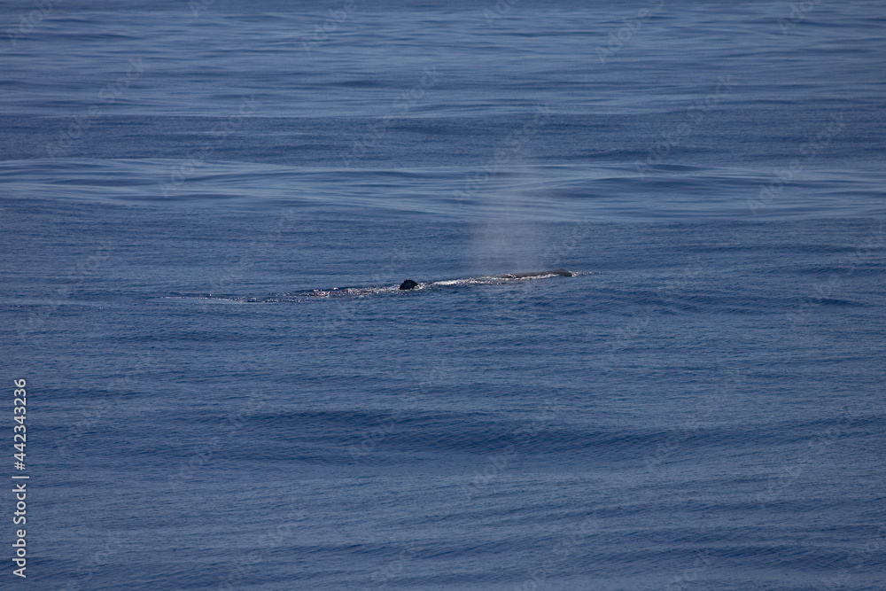 Obraz premium Potvis, Sperm Whale, Physeter macrocephalus