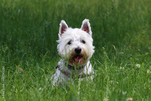Quadro su tela portrait of a white purebred dog in the grass, west highland white terrier